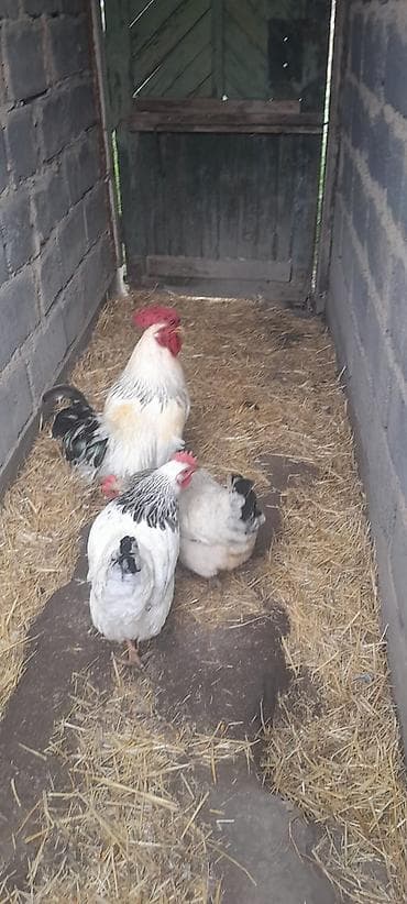 токмок животные: Продаю | Куры | Суссекс | Для разведения — 1