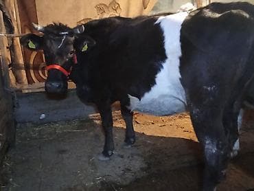 бык бычки: Продаю | Корова (самка) | Для молока — 4