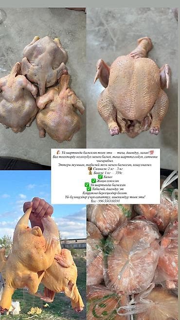 Студия at lalafo.kg Студия