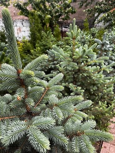 турецкие леса: Продаются голубые/зеленые/тянь-шанские ели 🌲 Выращиваем сами, со всей — 4