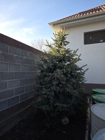 Саженцы деревьев: Ели