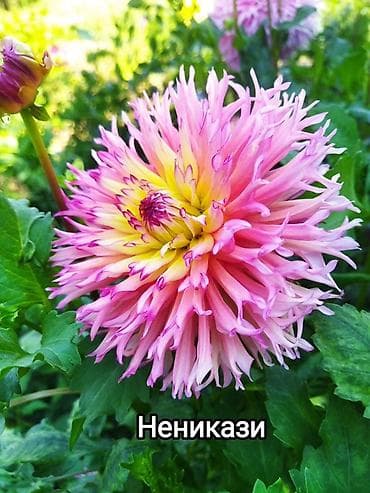 күн чырак: Георгины сортовые – коллекция ярких махровых и полумахровых — 1