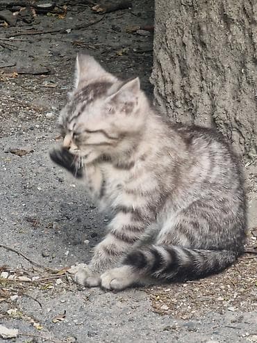 Животные: 3 месяца, Девочка — 2