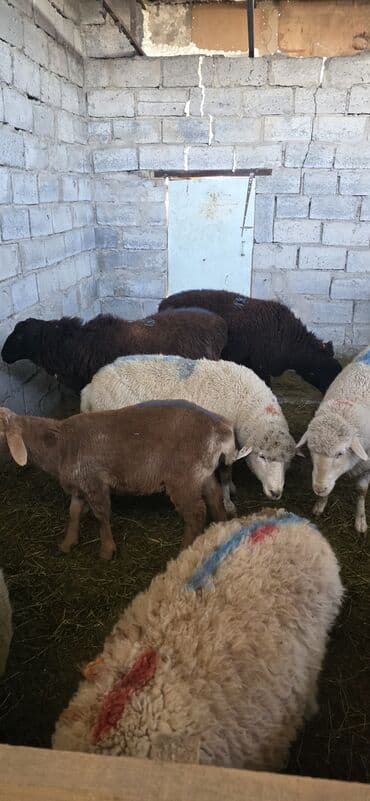бараньи головы: Продаю | Овца (самка), Ягненок, Баран (самец) | Полукровка, Меринос, Арашан | На забой, Для разведения — 3