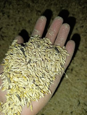 Продаю Ячмень около 5 тон Кормовая смесь для птицы Описание: -