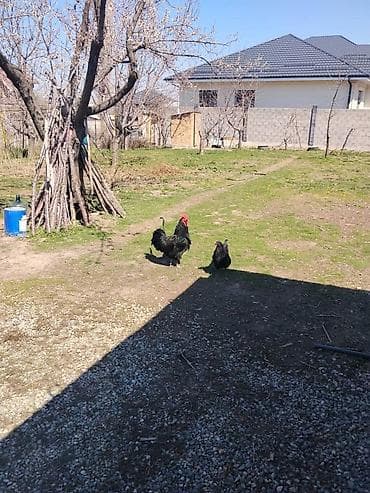 Продаю | Куры | Домашняя | Для разведения