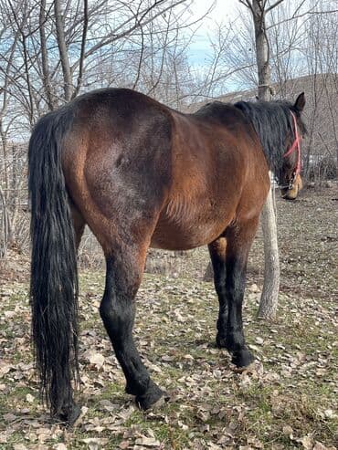 Иттер: Сатам | Жылкы (эркек) | Көбөйтүү үчүн — 5