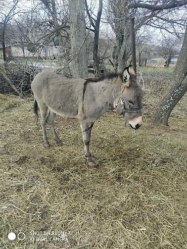 Осёл рабочий, серой масти, средний рост. Подходит для хозяйственных