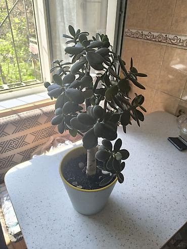 растение денежное дерево: Толстянка (Crassula ovata, денежное дерево) 800 сом — 4