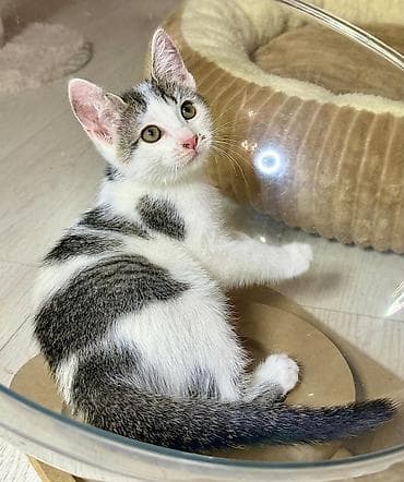 Үй жаныбарлары: Котята ищут любящую семью. Возраст- почти 2 месяца. К туалету — 3