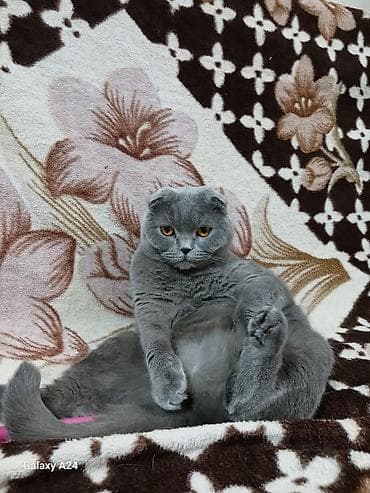 cat sofa: Шотландские кошки (скоттиш-фолд и скоттиш-страйт) - Порода — 1