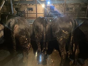 самый лучший сильный умный собака: Продаю | Бык (самец) | Полукровка, Алатауская, Швицкая | На откорм | Осеменитель — 8