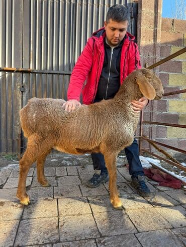 кролик цена: Продаю | Баран (самец) | Арашан | Для разведения | Племенные — 3