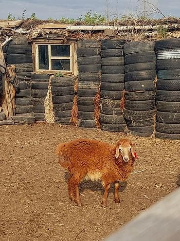 кошки домашние: Продаю | Овца (самка) | Для разведения | Матка — 1