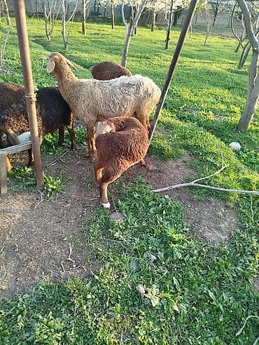 вязка ош кошек: Продаю | Овца (самка) | Для разведения | Матка — 9