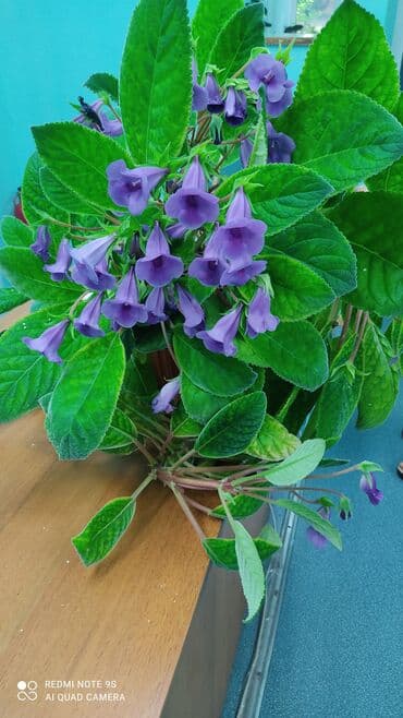 ель голубая цена: Продаю по 300 сом — 22