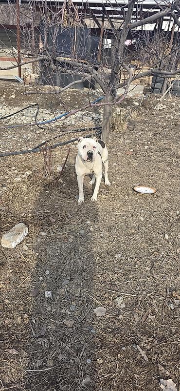 Американский бульдог, кобель, белый с крупными темными пятнами на