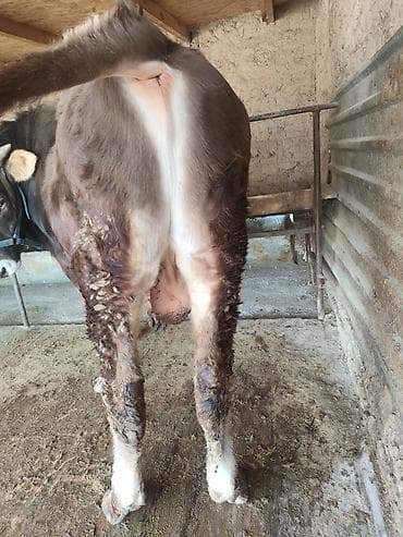 продаю быки: Продаю | Бык (самец) | Полукровка | Для разведения | Привязанные — 2