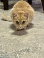 carters для мальчика: Рыжий полосатый котёнок - Окрас: тёплый абрикосовый/рыжий табби с — 4