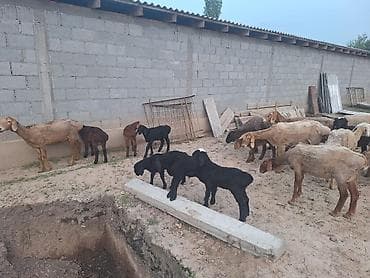 телята лимузин цена: Продаю | Овца (самка) | Полукровка | Для разведения | Племенные — 2