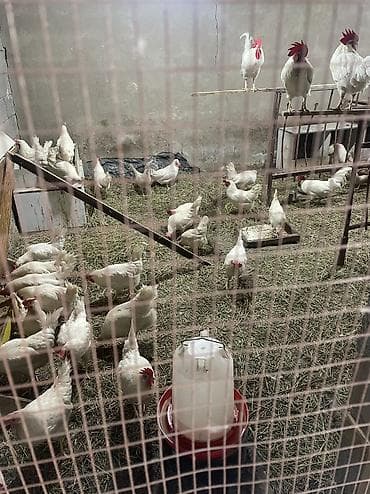 бройлер цена за кг: Инкубационные яица ( Чистокровная порода Легорнн белый стандарт) — 7