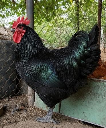 С/х животные и товары: Продаю | Цыплята | Для разведения — 2