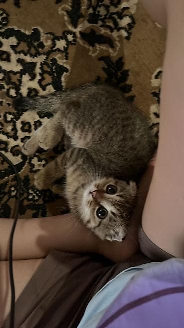 белый кролик: Шотландский вислоухий котёнок (скоттиш-фолд) - Пол: девочка - Окрас — 8