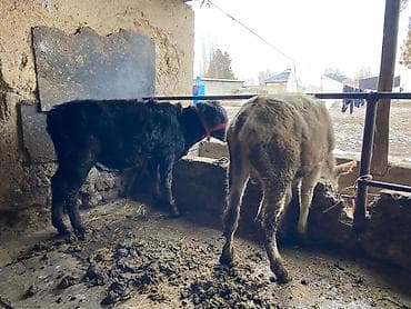 каров: Продаю | Музоо, торпок | На откорм — 3