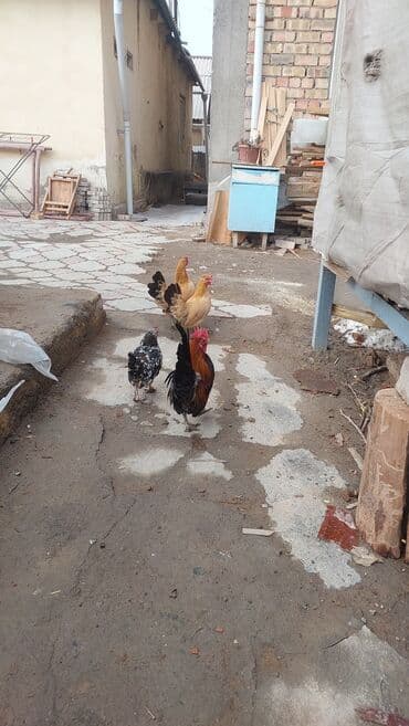 оборудование для корма: Продаю | Куры | Для разведения — 4