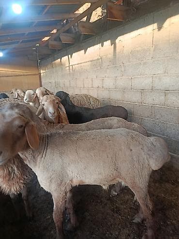 карликовые козы: Продаю | Баран (самец) | На забой — 4