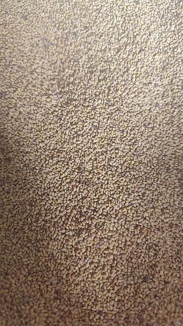 Семена и саженцы: Семена люцерны (alfalfa) для посева
беде урук 270сомдон кл — 4