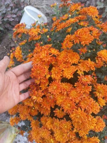 заправка газовых баллонов на дому бишкек: Рассада цветка: Хризантемы — 16