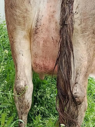 молоко варка: Продаю | Корова (самка) | Алатауская | Для молока | После отела — 7