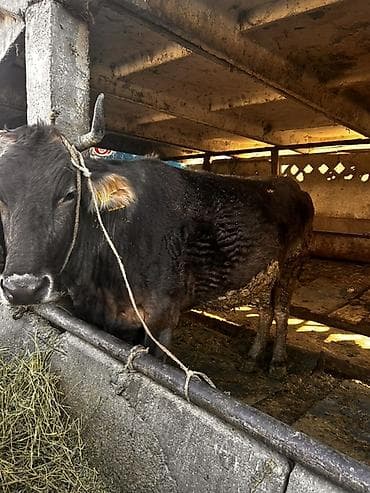 Ветеринар кызматы: Сатам | Уй (ургаачы) | Алатоолук | Бордоп семиртүү үчүн, Союуга | Кысыр, Байланган — 6