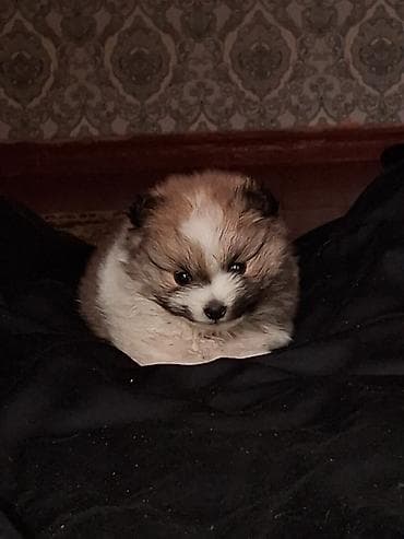 куплю собаку шпиц: Помиранский шпиц •Девочка •Родилась 14 .03.2026 •Окрас : пати-колор — 9