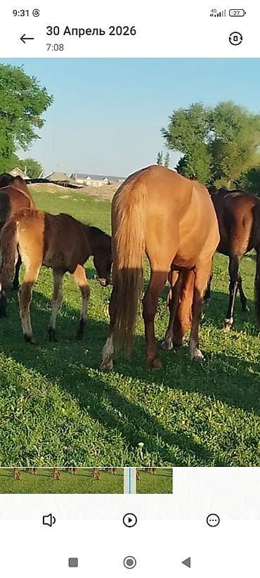 Айыл-чарба жаныбарлары: Сатам | Тай | Көбөйтүү үчүн | Асыл тукумдуу — 3