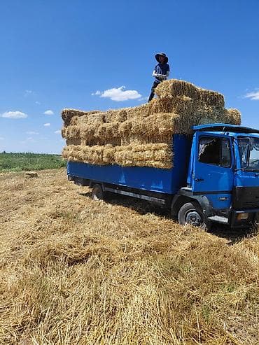 зерно мет: Солома в тюках. - Прямоугольные тюки, плотная прессовка, удобны для — 1