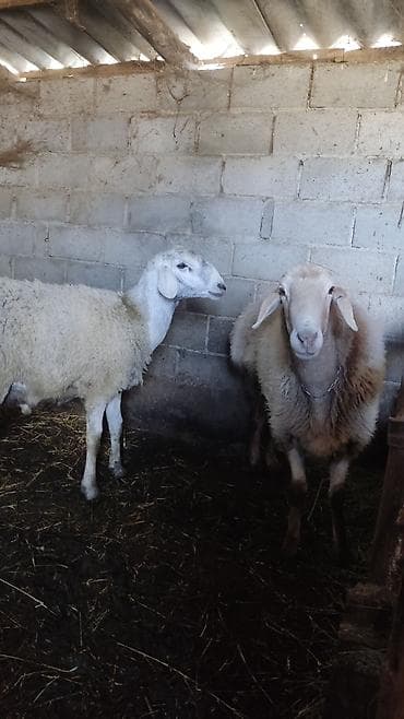 кичинекей мышык: Сатам | Ургаачы кой (ургаачы) | Көбөйтүү үчүн — 3