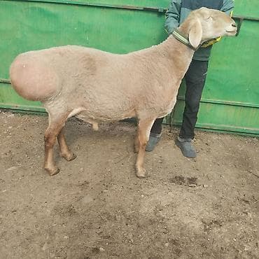 кекилик бишкек: Сатам | Кочкор (эркек) — 7