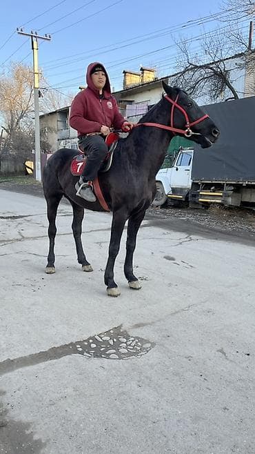 собаки сокулук: Сатам | Жылкы (эркек) | Ат спорту — 3