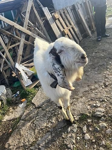 бельгийская кошка: Продаю | Козёл (самец) | Полукровка | Для разведения | Племенные — 4