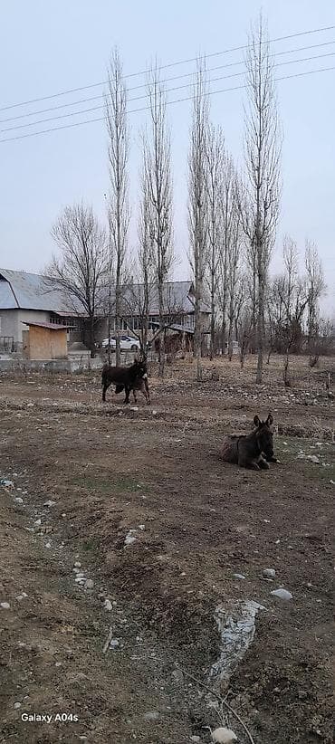 арпа урук бишкек: Ослы, пара молодых животных. - Порода: домашние ослы — 4