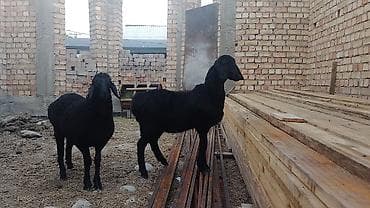 для барана: Продаю | Ягненок | Арашан — 1