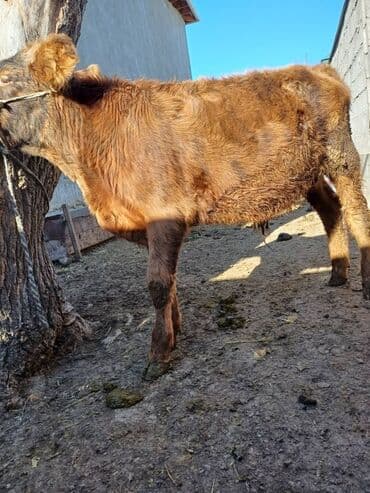 дойных коров: Продаю | Музоо, торпок | На откорм | Привязанные — 9