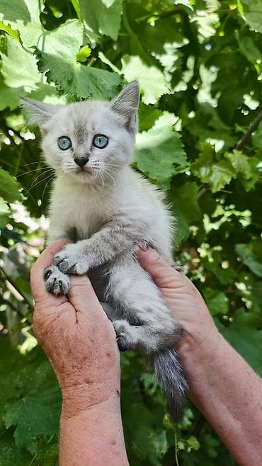 шотландская кошка: Продаются милые шотландские котята. Мальчик и девочка. возраст 2 — 1