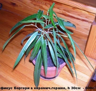 цветы растение: Комнатные растения - хлорофитумы кудрявые бело-розовый — 2