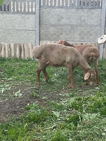 кекилик бишкек: Сатам | Ургаачы кой (ургаачы) | Эдильбай | Көбөйтүү үчүн | Ургаачы — 2