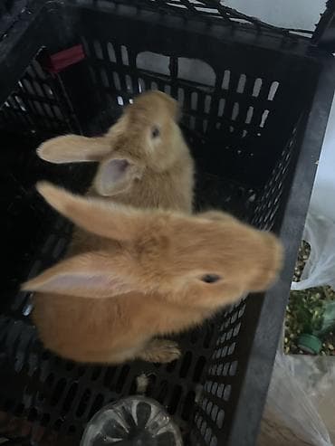 Продаю | Крольчата | Для разведения
