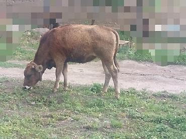 уй малочный: Продаю | Музоо, торпок — 1