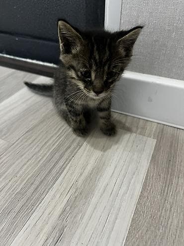 отдам породистых котят: Котёнок тигрового окраса. продаются обои один мальчик вторая девочка — 7